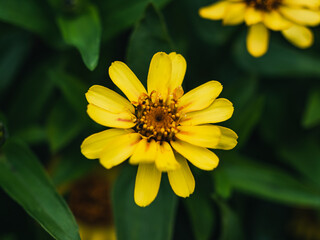 yellow flower in the garden