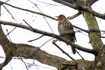Song Thrush (Turdus philomelos), common in woodlands and gardens across Europe. Father Collins Park, Dublin.