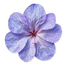 Jacaranda Flower flower isolated on transparent background
