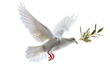 Fototapeta premium A white dove flying gracefully with an olive branch in its beak, symbolizing peace and harmony Isolated on transparent background PNG