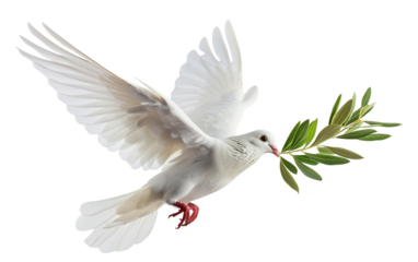A serene image of a white dove soaring through the sky with an olive branch, representing hope and peace Isolated on transparent background PNG