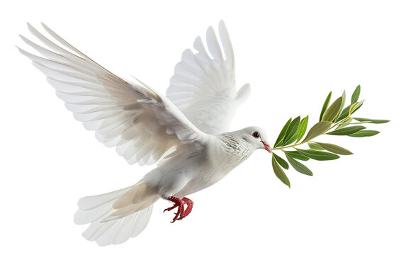 A serene image of a white dove soaring through the sky with an olive branch, representing hope and peace Isolated on transparent background PNG