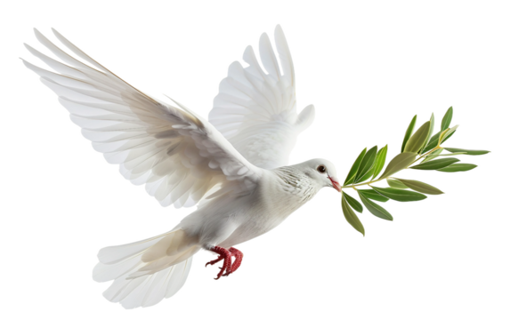 A serene image of a white dove soaring through the sky with an olive branch, representing hope and peace Isolated on transparent background PNG