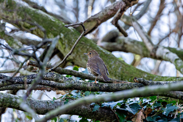 Song Thrush (Turdus philomelos), common in woodlands and gardens across Europe. Father Collins Park, Dublin.