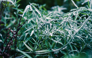 Green plant