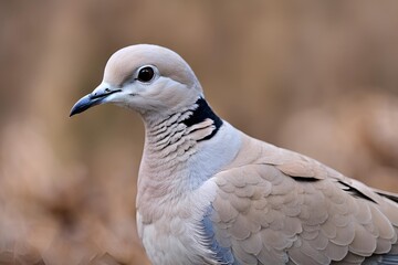 Eurasian Collared Dove Close-up