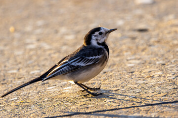 Pied Wagtail (Motacilla alba yarrellii) - Common in urban areas, wetlands, and coastal regions of Ireland