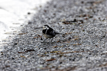 Pied Wagtail (Motacilla alba yarrellii) - Common in urban areas, wetlands, and coastal regions of Ireland
