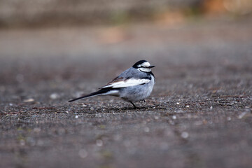 Pied Wagtail (Motacilla alba yarrellii) - Common in urban areas, wetlands, and coastal regions of Ireland