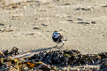 Pied Wagtail (Motacilla alba yarrellii) - Common in urban areas, wetlands, and coastal regions of Ireland