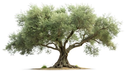 Ancient Olive Tree Isolated on White Background