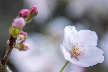 Fototapeta premium sakura