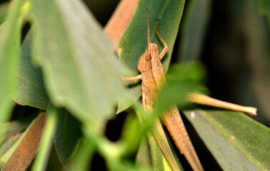 grasshopper resting on a leaf