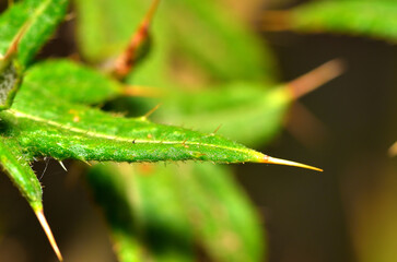 leaves, flowers, seeds, thorns, natural color
