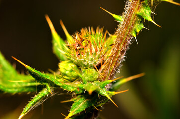 leaves, flowers, seeds, thorns, natural color