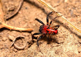 beautiful spider stalking a possible prey
