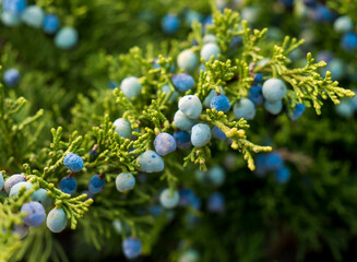 grape hyacinth, a combination of blue and deep green, an exotic plant