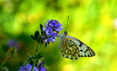 butterfly feeding on a flower