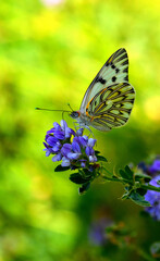 butterfly feeding on a flower