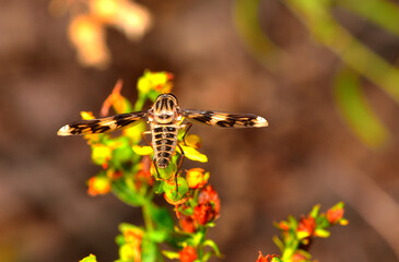 blowfly feeding on a flower