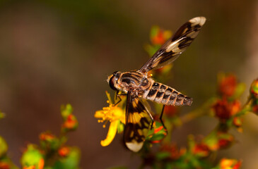 blowfly feeding on a flower