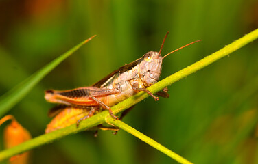 grasshopper resting on a leaf