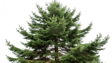 Evergreen Tree Against White Background