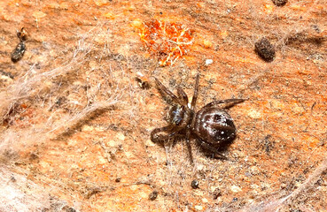 small spider stalking a prey