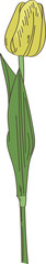 Hand Drawn Tulip Flower