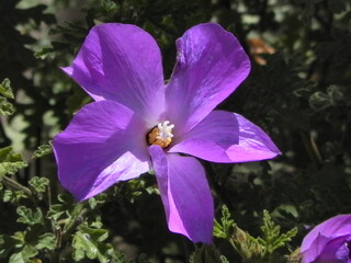 Purple Hibiscus