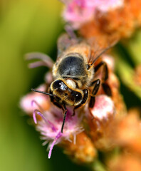 bee drinking nectar from a flower