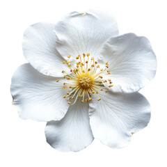 Musk Rose flower isolated on transparent background