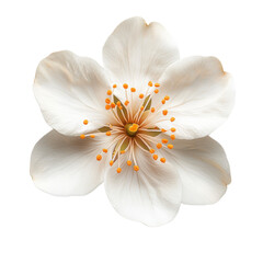 Orange Blossom flower isolated on transparent background