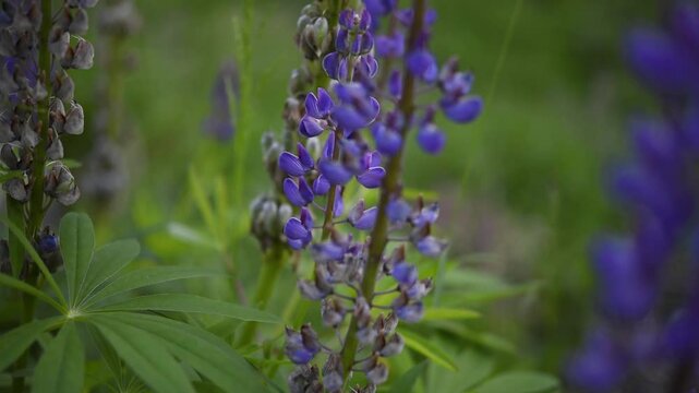 Close up of purple lupine flowers being pollinated by bees