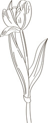 Tulip Flower Sketch