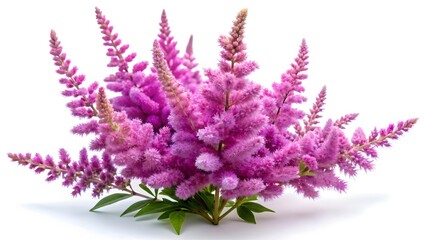 Fototapeta premium Pink Astilbe Flowers Bouquet on White Background