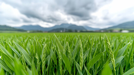 Obraz premium Young green wheat ears growing in a vast agricultural field under a cloudy sky with mountains in the background.
