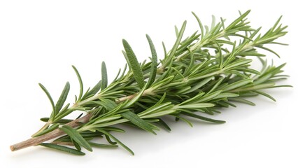 Fototapeta premium Fresh Rosemary Sprig on White Background