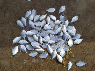 Fresh small fish caught and laid on wet cement floor, showcasing seafood harvest, fishing lifestyle, and traditional fish market in coastal village.