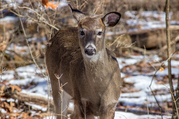 Fototapeta premium White-Tailed Deer (Odocoileus virginianus) in Winter