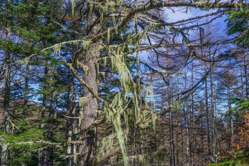 Fototapeta premium レースのカーテンのようなサルオガセの情景