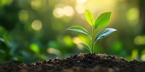 Sunrise Sprout: A New Beginning in Nature's Embrace