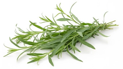 Fresh Tarragon Sprig on White Background