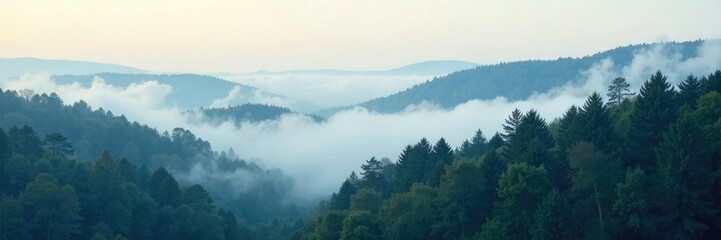 Foggy forest with white clouds peeking through the trees, fog, forest