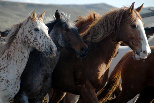 Horses Together