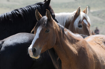 Obraz premium Horses Together