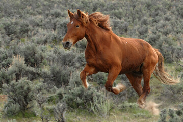 Obraz premium Galloping Horse