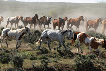 Herd of Horses Moving