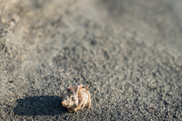 砂の上のヤドカリ