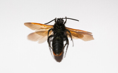 The mammoth wasp (Megascolia maculata) is a species of wasp belonging to the family Scoliidae in the order Hymenoptera. Scolia Male.